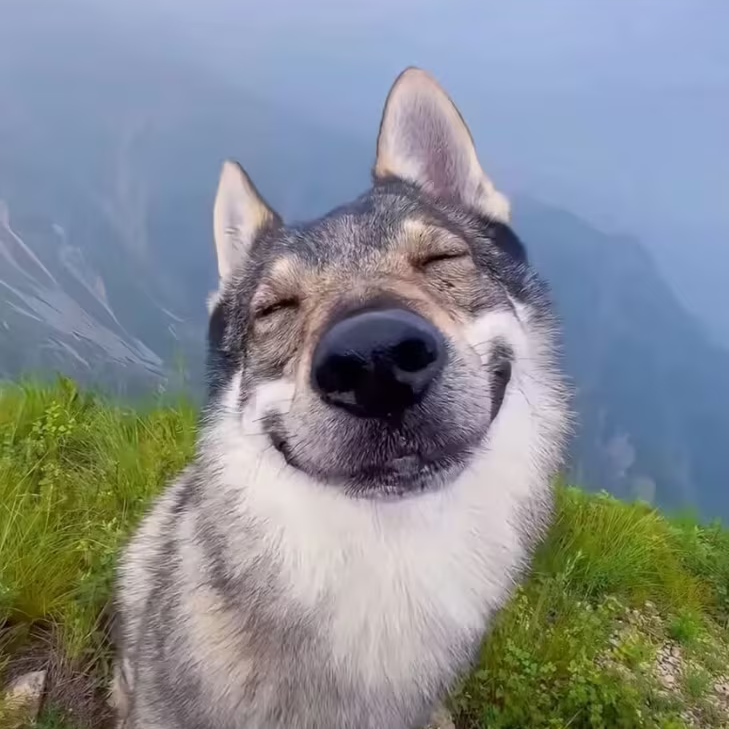 wuhuqifeile